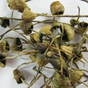 Buy Liberty Caps UK