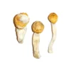 Penis Envy Magic Mushrooms For Sale Uk