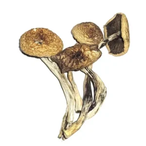 Buy Psilocybe Cubensis B+ Online