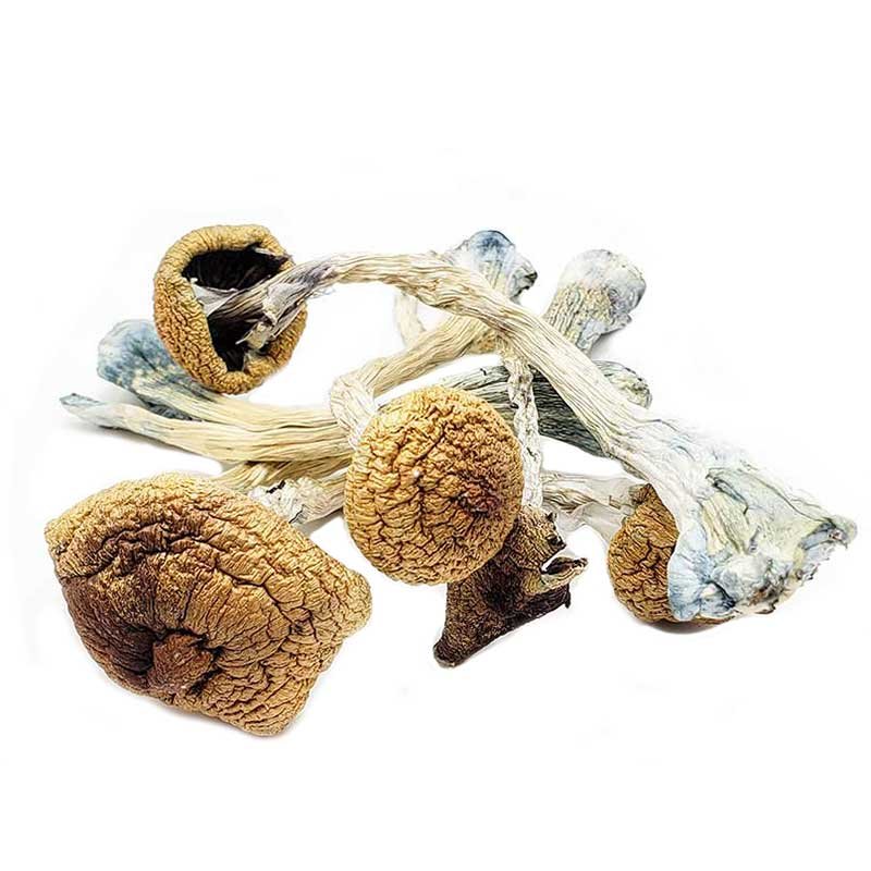 B+ Mushroom For Sale